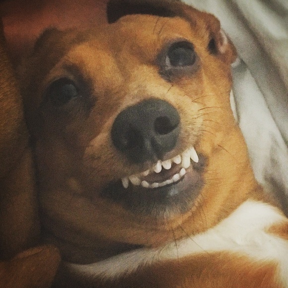 Meet your Posher, Bailey - Picture 1 of 1